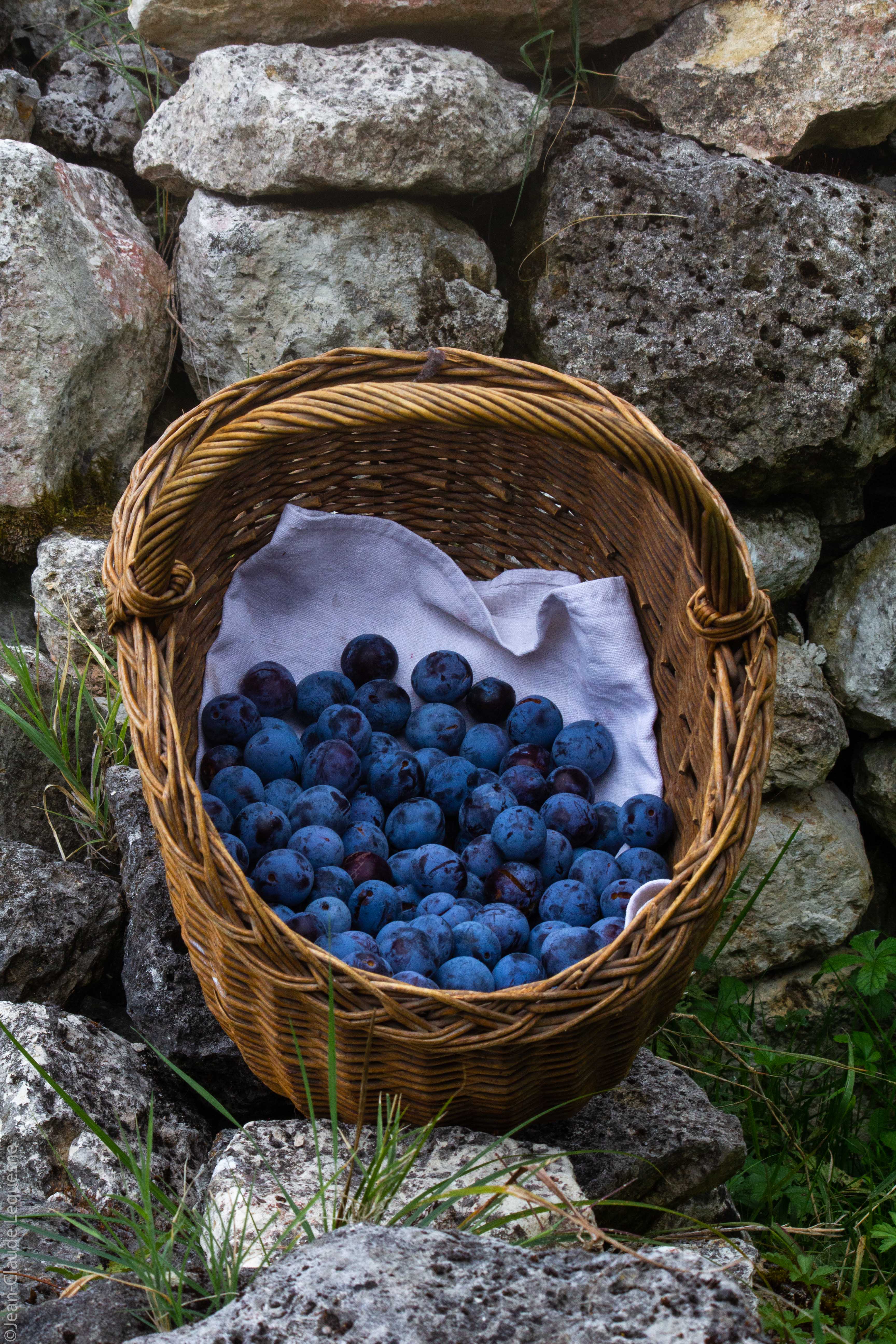 Prune bleue de Bajamont